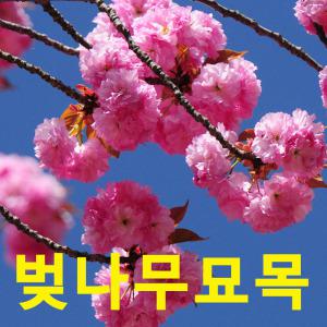 벚나무 벚꽃나무묘목 겹벚꽃나무