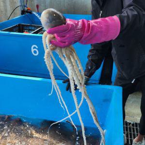 산낙지 1kg