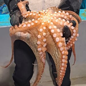 [밋앤밀] 바다양식 빙장포장 제수용 국내산 활 돌문어 1.5kg (1미)