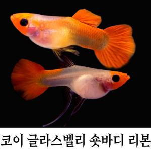 진아쿠아) 코이 글라스벨리 숏바디 리본 암수 1쌍 고급구피 (리본암1 +노멀숫1)