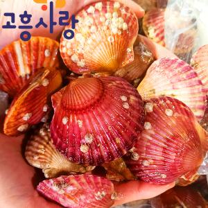 제철 고흥 홍가리비 1kg / 남해안 가리비 통영가리비