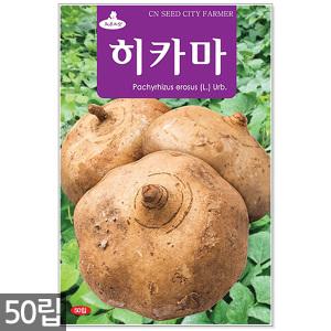 히카마 씨앗 50립 - 히카마씨앗 씨 멕시코감자 얌빈 감자씨앗 감자씨 히카마씨 얌빈씨앗 멕시코감자씨앗