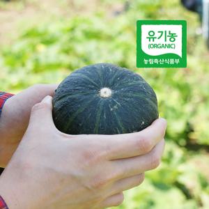 [유기농]산지직송 제주 햇 미니 밤호박 단호박 10kg/5kg/3kg 보우짱