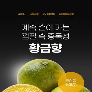 가정용 노지 황금향 (kg당 3~5과 내외 랜덤과) 11/14 첫 출고