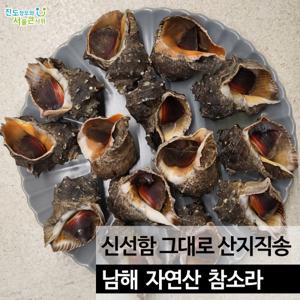 남해 자연산 참소라 1kg (12미내외) 탱글 쫄깃한 산지직송