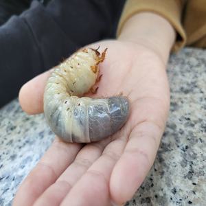 [서울/용산] 용산가족공원 힐링 숲체험 / 깨비의숲마을과 함께 떠나요!