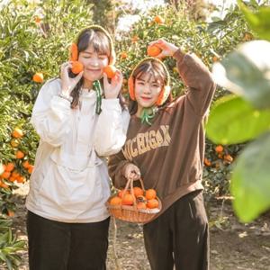 [서귀포] 제주 서귀포 트로이테마농원 감귤체험