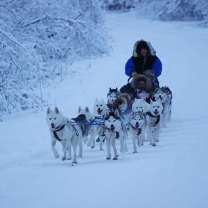 알래스카 개썰매 체험 - 페어뱅크스 겨울 여행 - Alaska Dog Sledding