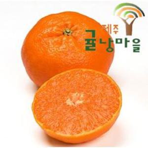 제주 프리미엄 레드향 가정용 10kg