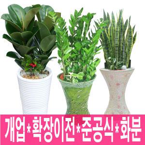 [천사꽃배달]공기정화식물/화분배달/행운목/행복나무/금전수(돈나무)/개업/이사/취임/창립/이전/집들이선물