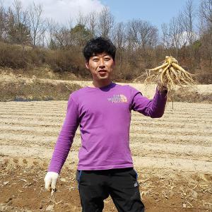 금산인삼 도매시장 5년근 6년근인삼 수삼 난발삼 파삼