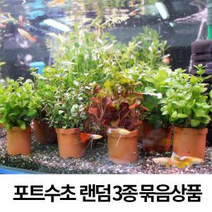 포트 수초 랜덤 3종 묶음상품/포트수초/수초/어항수초/수초모음/수초세트/어항장식/어항장식품/