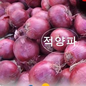 햇적양파 10kg 누리농산 자색양파