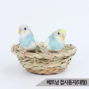 베트남 접시둥지(대) 앵무새 짚둥지 새둥지 번식 알통