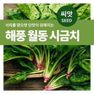 마이플랜트 해풍월동 시금치 채소 재배 씨앗 베란다 텃밭 가꾸기