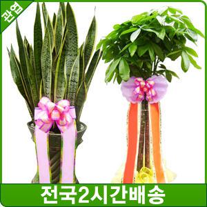 개업화분/행운목/금전수/산세베리아/해피트리/공기정화식물/집들이/꽃배달/ 070)4044-7614