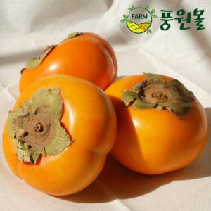 24년수확 달콤아삭 경남단감 흠과 5KG/10KG (사이즈랜덤)