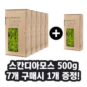 [7+1]스칸디아모스 500g 묶음상품 - 공기정화식물 천연이끼 대량 학교 유치원 체험활동 수업 만들기 재료