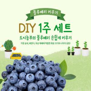 블루베리 나무 키우기 DIY 1주 세트