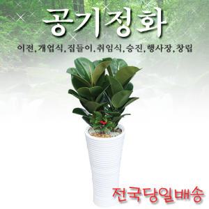 고무나무 사기분 개업식/이전/축하선물/실내공기정화