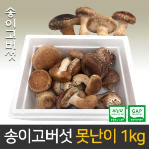 송이고버섯 B급 못난이 버섯 1kg 당일수확 생산자직송