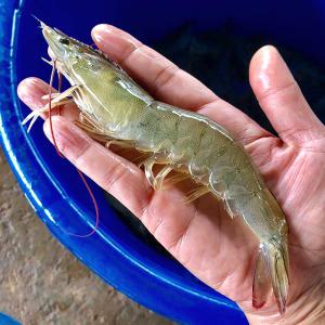 [대한민국농수산] 국내산 제철 흰다리새우 왕새우 1kg (27미 내외)