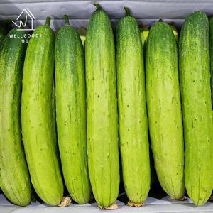 [웰굿] 국내산 아삭하고 신선한 백오이 2kg(8-12개)