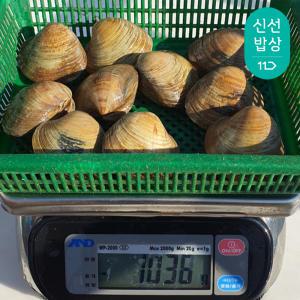 해감 생물 백상합(백합/생합/상합) 특대 1kg (10미 내외) 구이용 육수용 조개