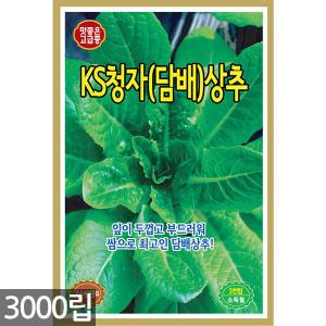 담배상추 씨앗 3000립 - 담배상추씨앗 담배상추씨 상추씨앗 상추씨 호박 피마자 여주 치커리