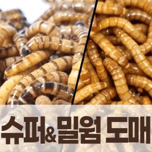 밀웜/슈퍼밀웜 1kg 도매 이벤트 7,000~1,500마리