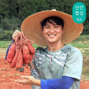 [품질보장] 24년 베니하루카 황토 꿀고구마 밤고구마 [원산지:국산(전라남도 영암군)]