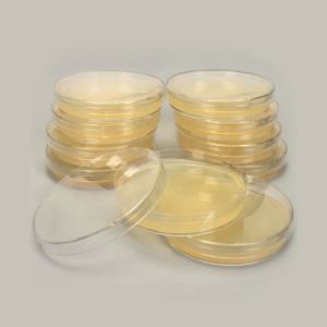 [과학쌤이오] 대장균 배양배지 LB Agar Plate