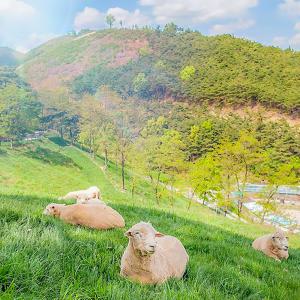 [칠곡] 양떼목장/칠곡양떼목장/경북여행/관광/놀거리/체험/칠곡가볼만한곳/경북놀만한곳/아이와함께