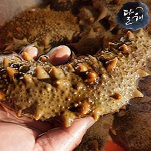 통영 자연산 해삼 1kg / 해삼(대) 1kg