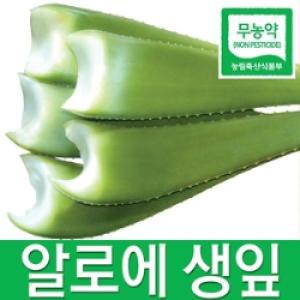 친환경 알로에생잎 5kg,10kg 무농약 생알로에