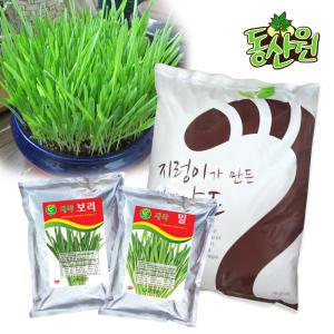 새싹키우기 배양토 10리터+새싹씨앗 1kg 보리 밀