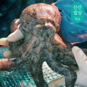 [품질보장]이순신수산 통영 자연산 돌문어 1kg [2-3미]