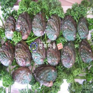 참전복 활전복 1kg (12-13마리) 해신탕 전복삼계탕