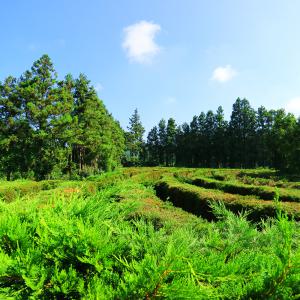 [제주] 중문미로파크 입장권 / 제주도 미로공원 체험