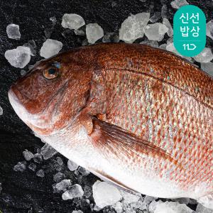 통영 손질 참돔 한마리 도미회 참돔회 2kg내외