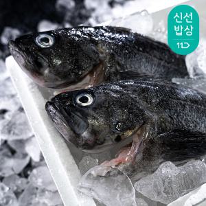 통영 손질 활 우럭 1kg 당일조업 발송 / 손질후 실중량 700g 내외