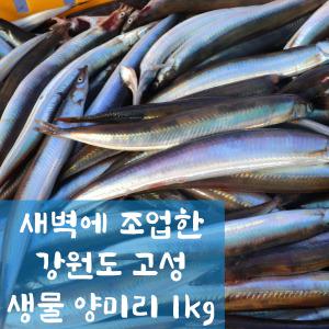 강원도 속초 고성 당일바리 제철 햇 생물양미리 1kg