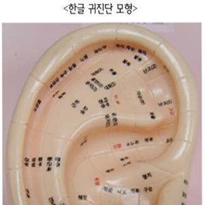 한글 귀모형(대) - 티침/이침/이혈/사혈침/이석/경락/귀모형/이침교육/수지침/한국이침협회