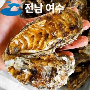 제철 여수 석화굴 3kg 1인분 / 생굴 석화 굴 석굴 여수굴 통영굴