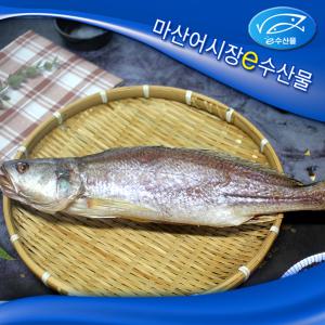 e수산물 반건조민어조기 35cm 대 38cm 중대 제수 제사용 생선 손질 간한 생선