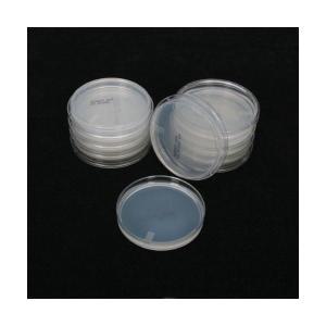 보통한천배지 Nutrient agar 60mm 10개