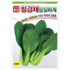 아시아종묘 씨앗 청경채 싱싱하계 600g