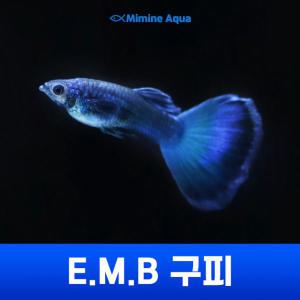 EMB (일렉트릭 모스크 블루) 구피 1마리