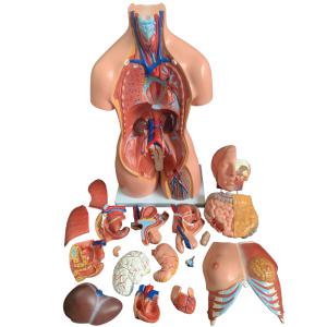 인체해부학 인형 장기 몸통 교육용 전신 인체 해부학 교구 모형