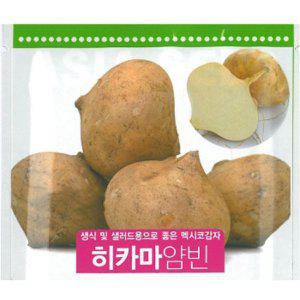 [아시아종묘]씨앗 히카마 얌빈 멕시코감자 30립